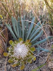Protea revoluta