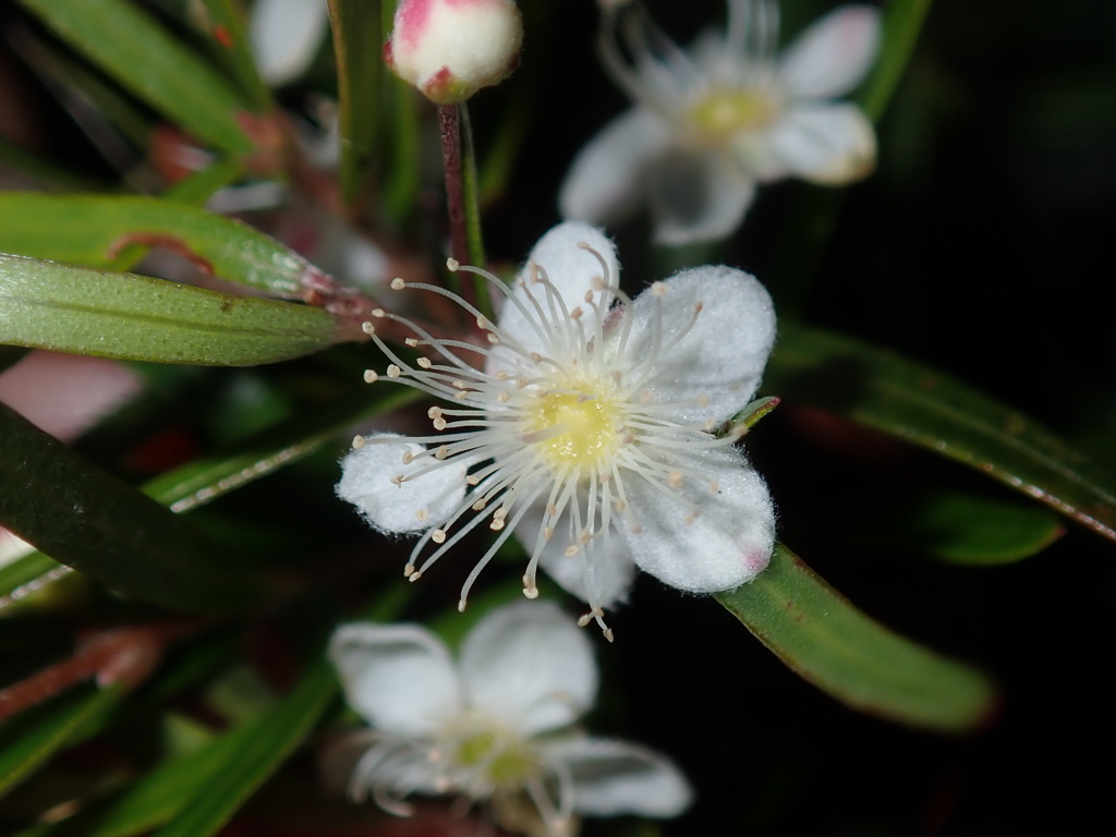 Decasperminae