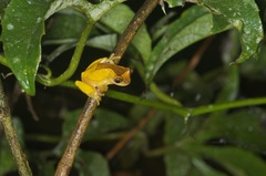 Dendropsophus triangulum
