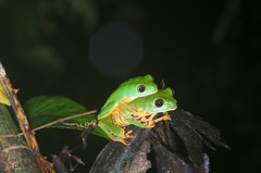 Callimedusa tomopterna