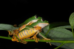 Callimedusa tomopterna