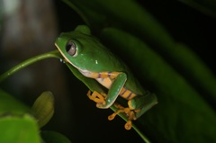 Callimedusa tomopterna