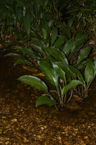 Image of Lagenandra ovata by (c) Siddarth Machado, some rights reserved (CC BY)