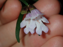 Prostanthera linearis