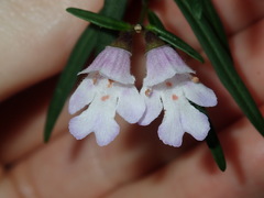 Prostanthera linearis