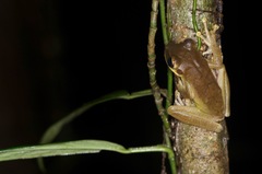 Osteocephalus yasuni