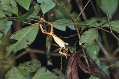 Callimedusa tomopterna