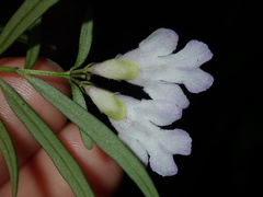 Prostanthera linearis