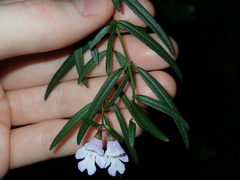 Prostanthera linearis