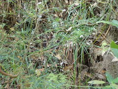 Prostanthera linearis