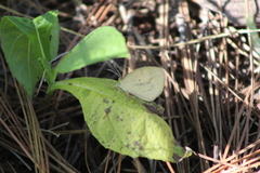 Eurema daira sidonia