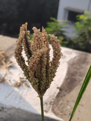 Eleusine coracana