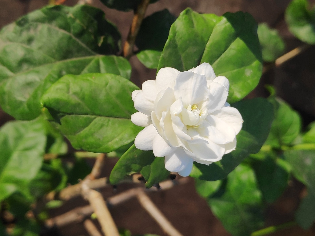 Jazmín (Jasminum sambac) · iNaturalist Panamá