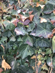 Hedera helix
