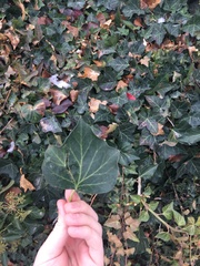 Hedera helix