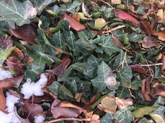 Hedera helix