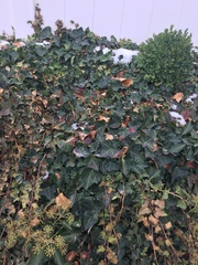 Hedera helix