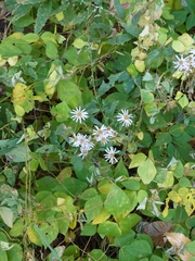 Aster microcephalus