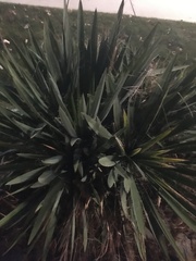 Yucca filamentosa