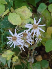 Aster microcephalus