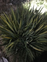 Yucca filamentosa