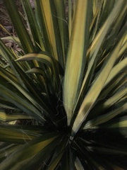 Yucca filamentosa