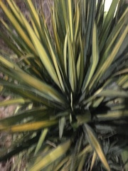 Yucca filamentosa