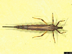 Idolothrips spectrum