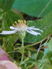 Aster microcephalus