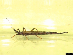 Idolothrips spectrum