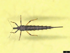 Idolothrips spectrum