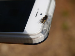 Parhelophilus rex