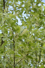 Salix tetrasperma