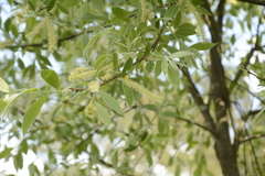 Salix tetrasperma