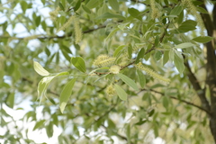 Salix tetrasperma