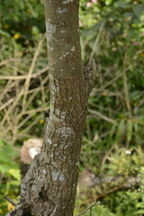Salix tetrasperma
