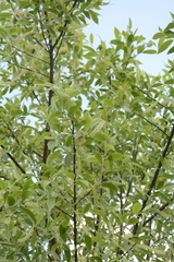 Salix tetrasperma
