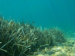 Spondyliosoma cantharus