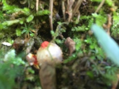 Calostoma