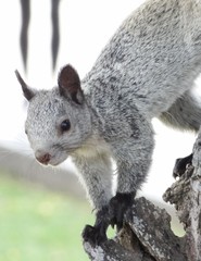 Sciurus stramineus