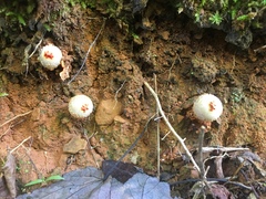 Calostoma