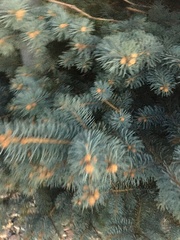 Picea