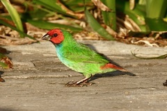 Fiji Parrotfinch photo 3