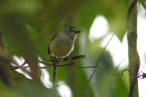 Myiornis atricapillus