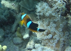 Amphiprion tricinctus