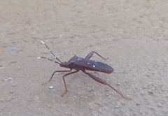 Leptoscelis quadrisignatus