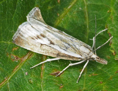 Catoptria petrificella