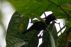 Loriotus luctuosus