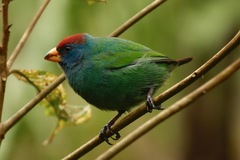 Red-Headed Parrotfinch photo 1