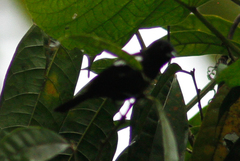 Loriotus luctuosus